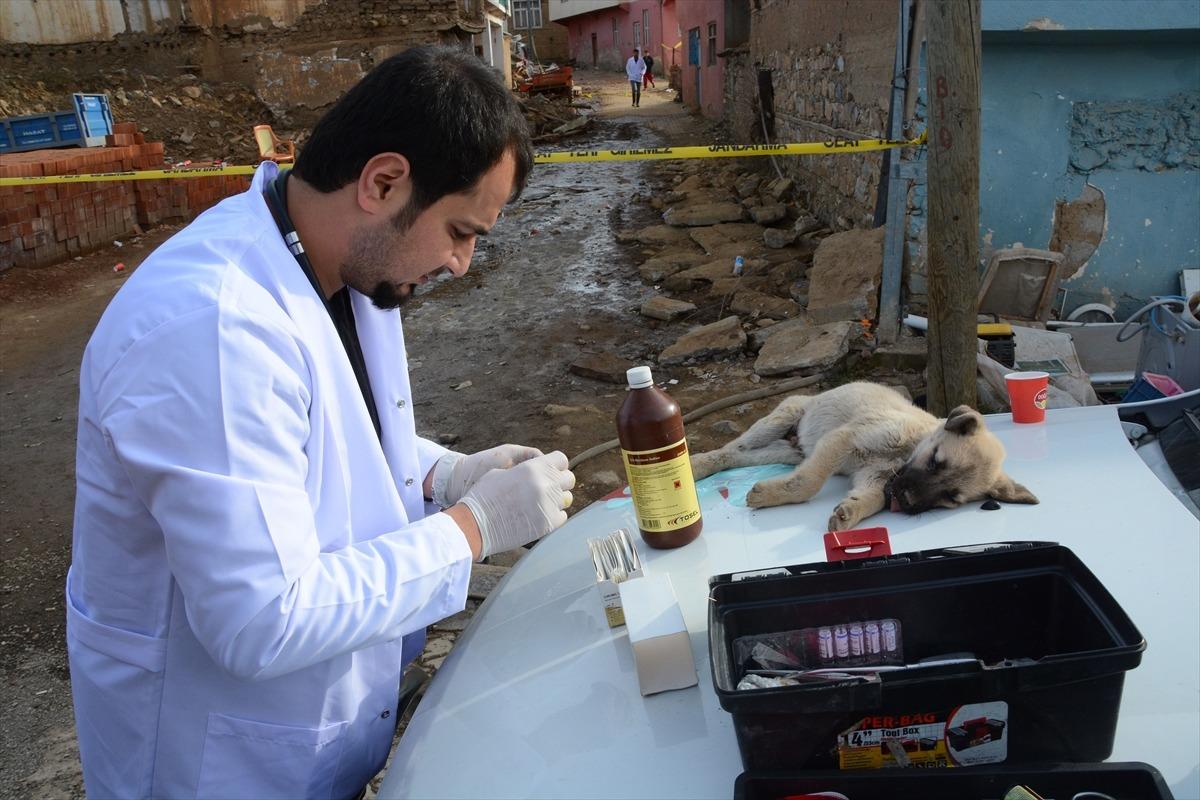 Malatya'da g&ouml;n&uuml;ll&uuml; veterinerler depremden etkilenen hayvanları tedavi etti