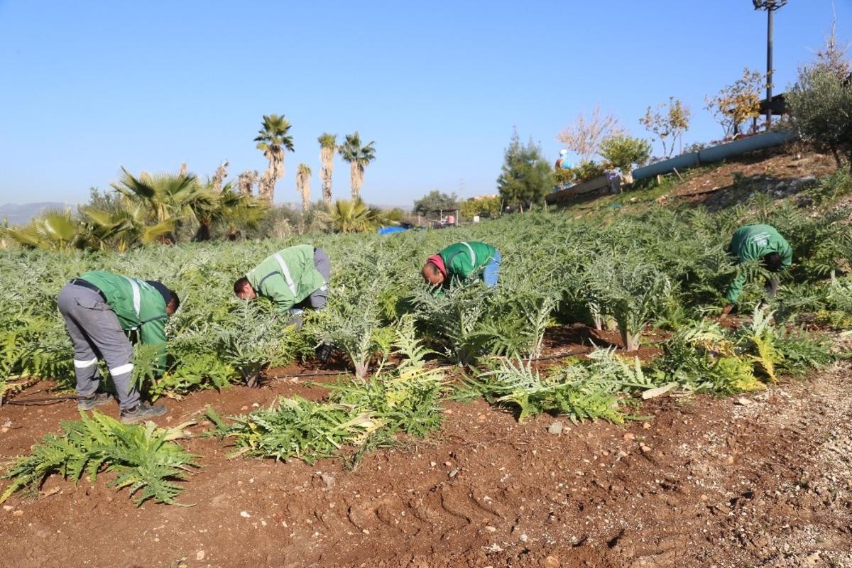 Mezitli&rsquo;nin ilk enginarları nisanda hasat edilecek