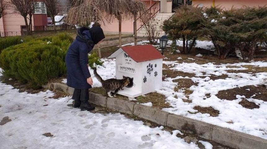 Tarihi kentte sokak hayvanlarına ev