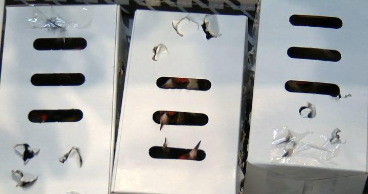 İstanbul Havalimanı'nda 'saka kuşu' operasyonu!  95 bin lira ceza G5