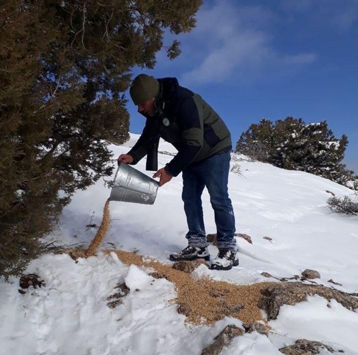 Van’da yaban hayvanlarına yem desteği G3
