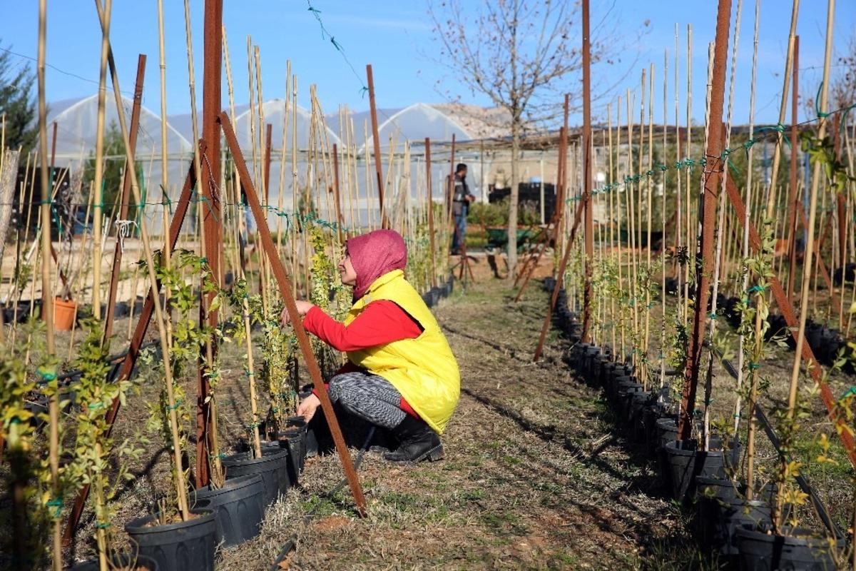 Yeşil bir Mardin i&ccedil;in bitki ve fidan &uuml;retimine hız verildi