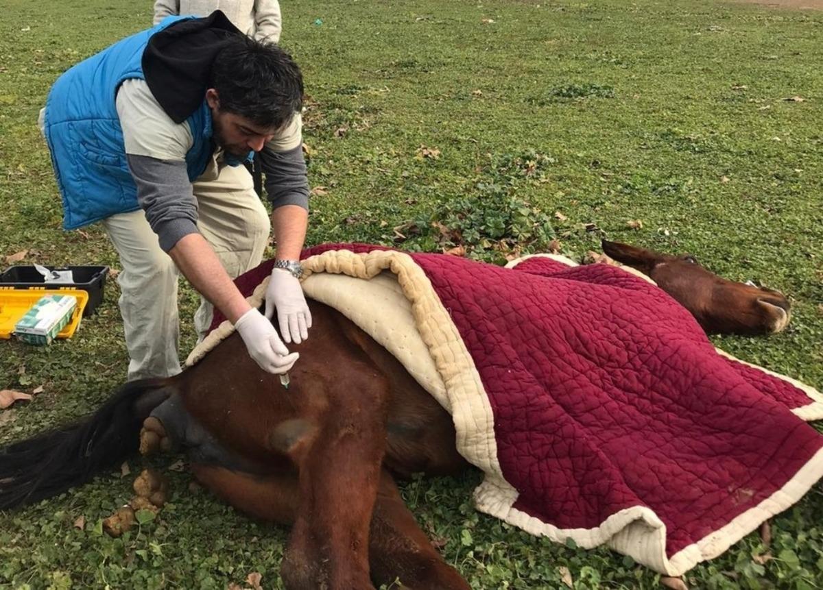 A&ccedil; bırakıp &ouml;l&uuml;me terk ettiler