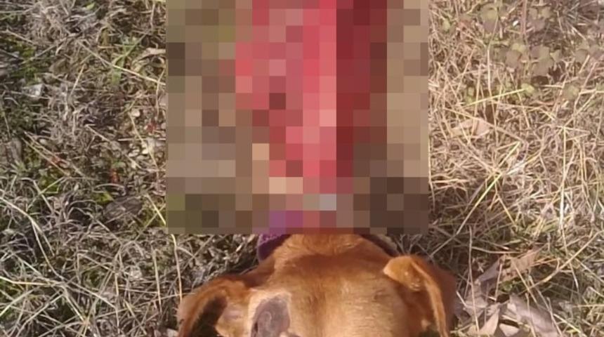 A&ccedil; kurtlar k&ouml;peği yedi