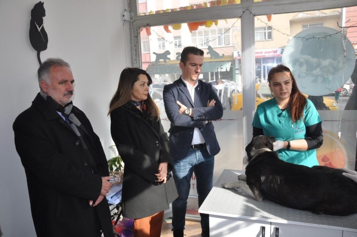 Kars&rsquo;ta belediye sokak hayvanları kısırlaştırıyor