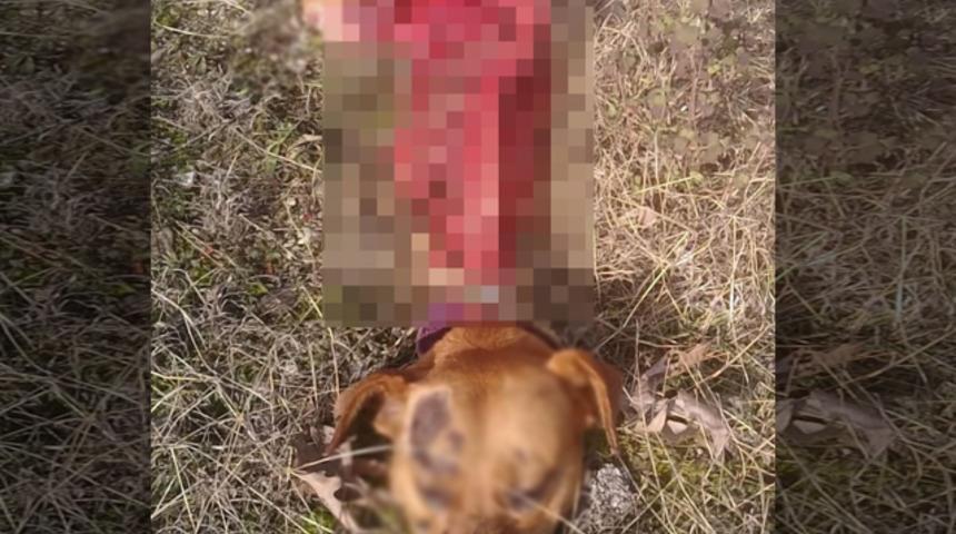 Sinop'ta aç kalan kurtlar köpeği yedi