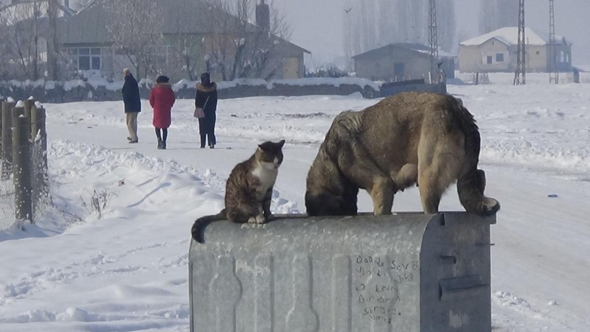 Dondurucu havada kedi ve k&ouml;peğin sıcak dostluğu