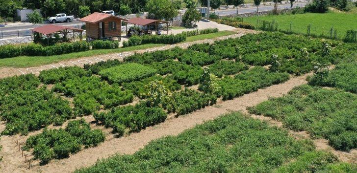 Aydın incir, kestane, yağlık zeytin ve kerevizde liderliğini korudu G3