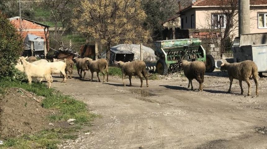 Bursa'da 'şap' krizi! Çiftlik karantina altına alındı!