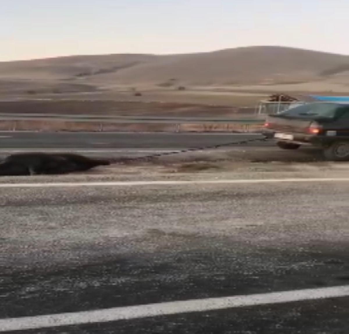 Kırşehir'de insanlık dışı g&ouml;r&uuml;nt&uuml;! &Ouml;l&uuml; domuzu otomobiliyle metrelerce s&uuml;r&uuml;kledi