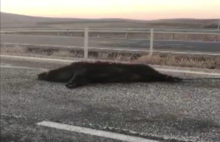 Kırşehir'de insanlık dışı görüntü! Ölü domuzu otomobiliyle metrelerce sürükledi G2
