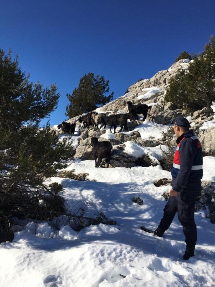 Burdur'da çobanın kaybettiği sürüyü jandarma drone ile buldu G1