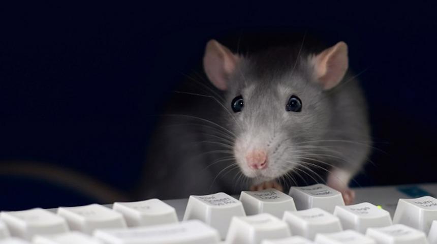 Orta Doğu Ülkelerini Hedefleyen Virüs: JhoneRAT