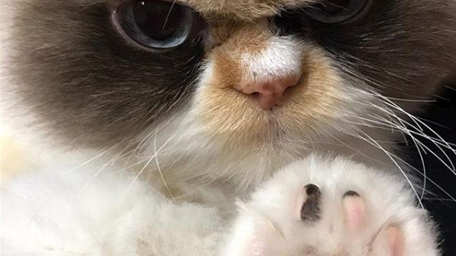 Yeni 'Huysuz Kedi' Tayvan'dan çıktı