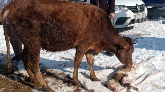 Uzmanlardan hayvan sahiplerine önemli uyarı