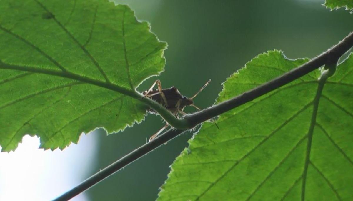 Karadeniz&rsquo;de &lsquo;kahverengi kokarca&rsquo; hızla yayılıyor, 1 milyar dolar zarar var