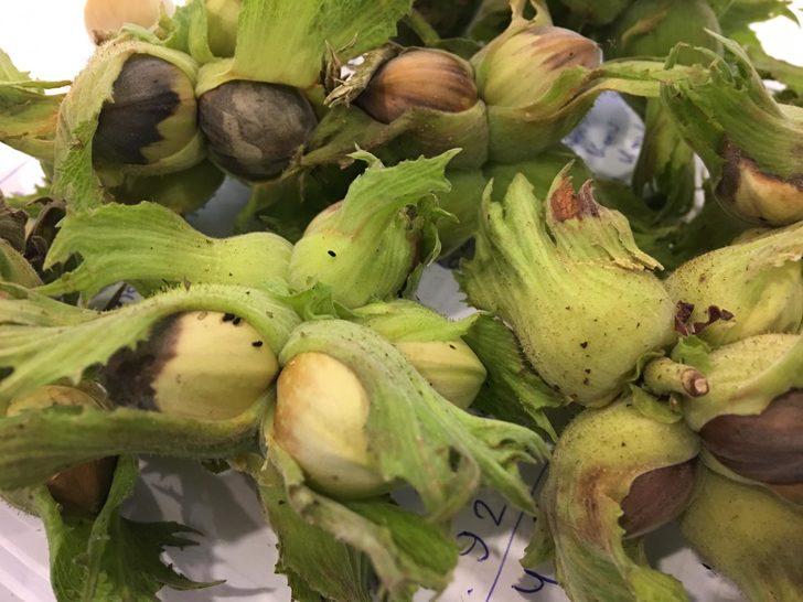 Karadeniz’de ‘kahverengi kokarca’ hızla yayılıyor, 1 milyar dolar zarar var G2