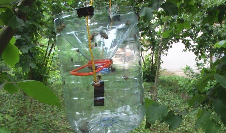 Karadeniz’de ‘kahverengi kokarca’ hızla yayılıyor, 1 milyar dolar zarar var G3