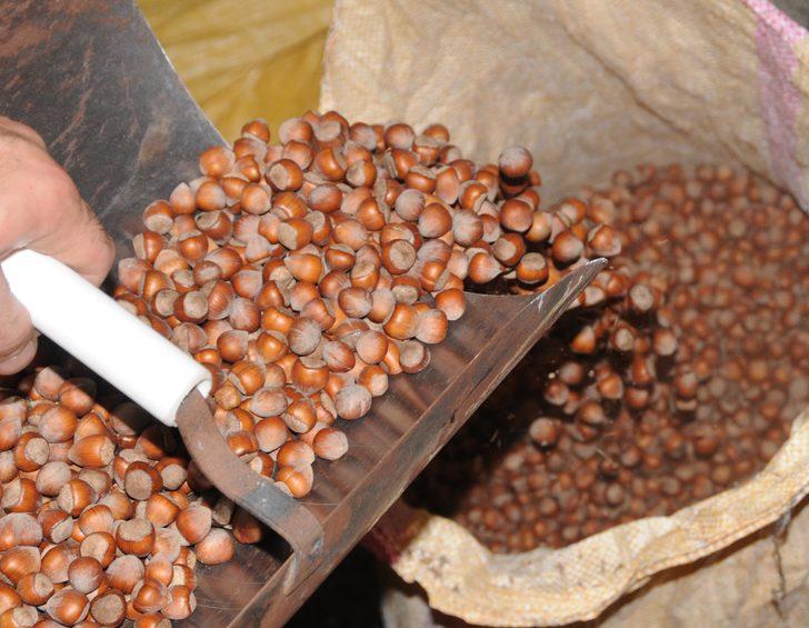 Karadeniz’de ‘kahverengi kokarca’ hızla yayılıyor, 1 milyar dolar zarar var G4