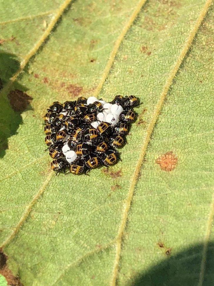 Karadeniz’de ‘kahverengi kokarca’ hızla yayılıyor, 1 milyar dolar zarar var G5