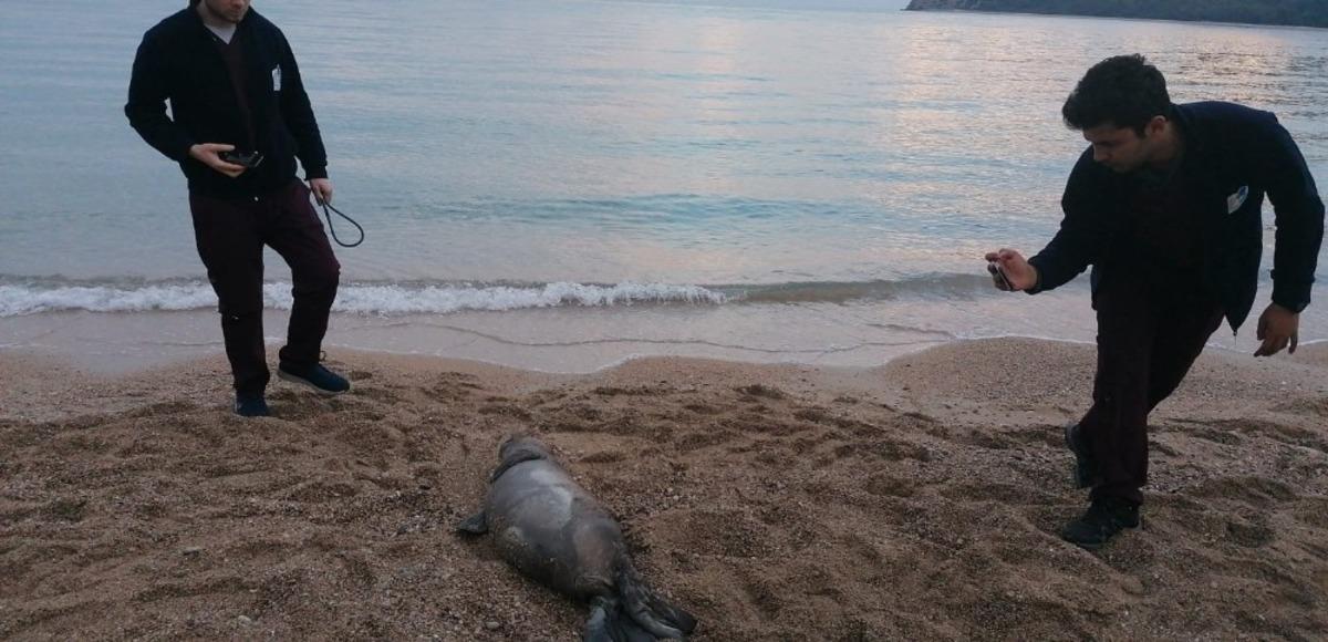 &Ouml;l&uuml; bulunan Akdeniz Fokuna nekropsi yapıldı