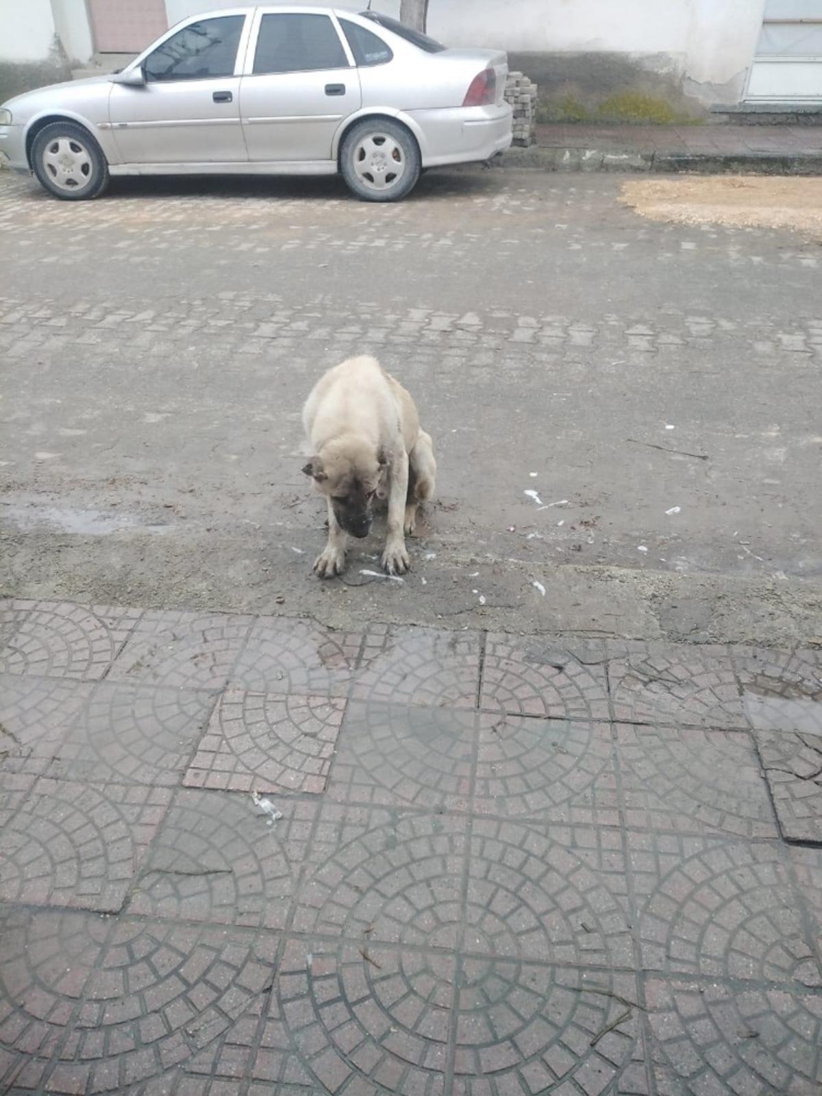 Zehirlenerek &ouml;ld&uuml;r&uuml;len k&ouml;peklerin katili aranıyor