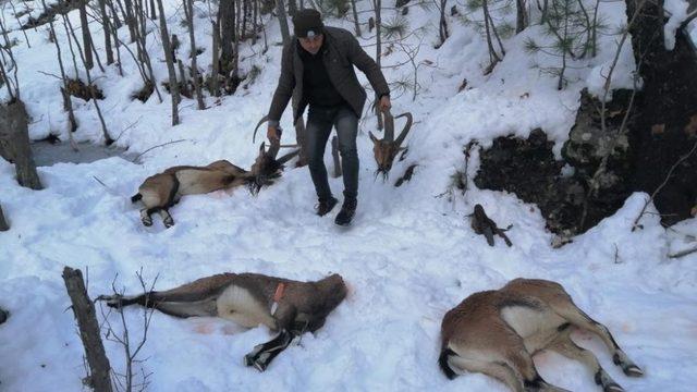 Kaçak avcılar bir ayda 244 bin TL ceza uygulandı