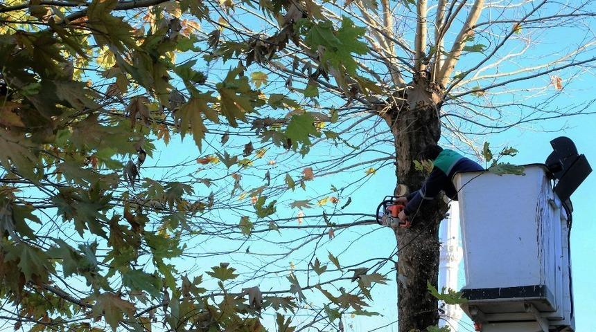 B&uuml;y&uuml;k&ccedil;ekmece&rsquo;de &ccedil;ınar ağa&ccedil;ları &ldquo;Kanser&rdquo; riskine karşı budanamıyor