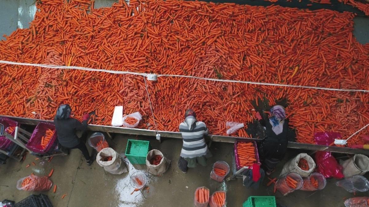 Havucun merkezi Konya&rsquo;da yaz kış mesai devam ediyor
