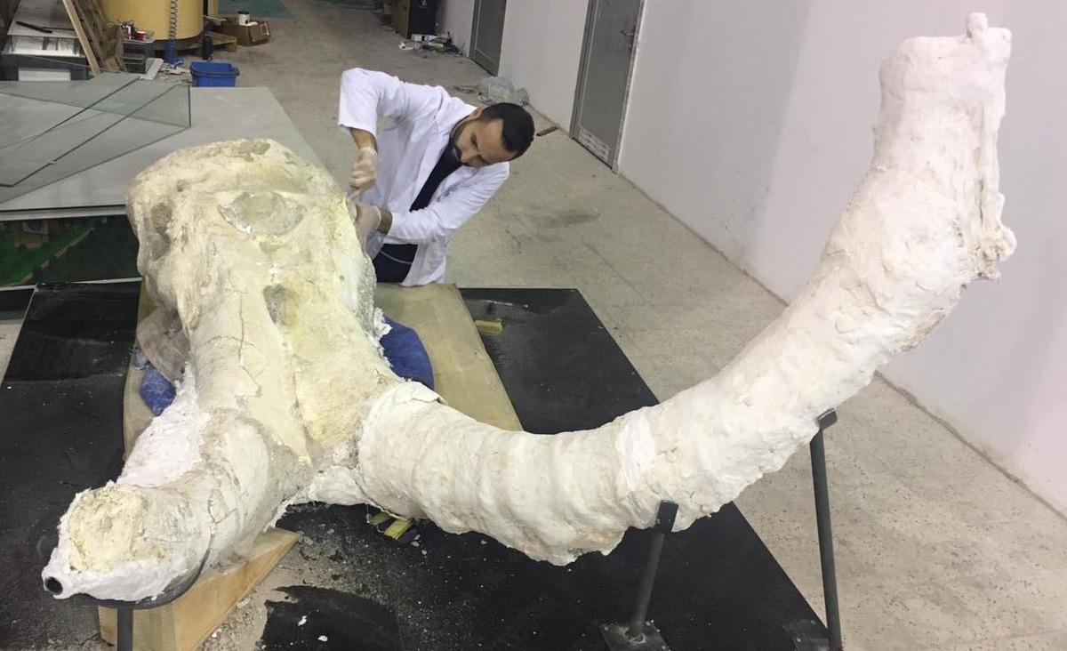 Kayseri'de kazı &ccedil;alışmalarında 7.5 milyon yıllık dev fosil bulundu