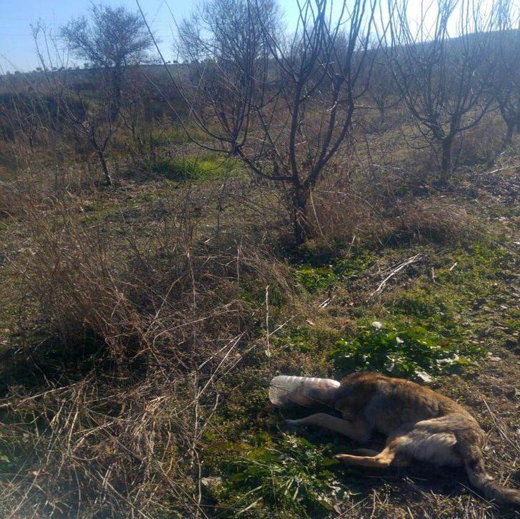 Başına pet şişe geçmiş halde bulunan köpek kurtarıldı G2