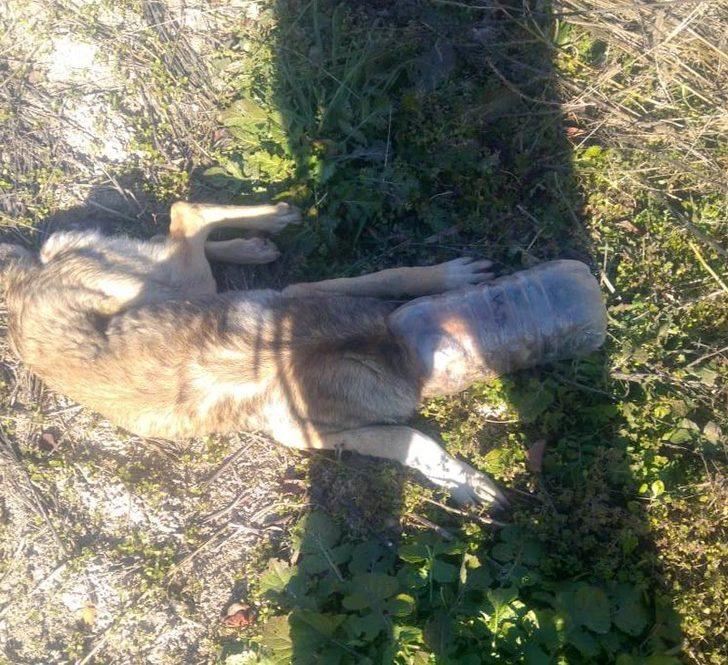 Başına pet şişe geçmiş halde bulunan köpek kurtarıldı G1