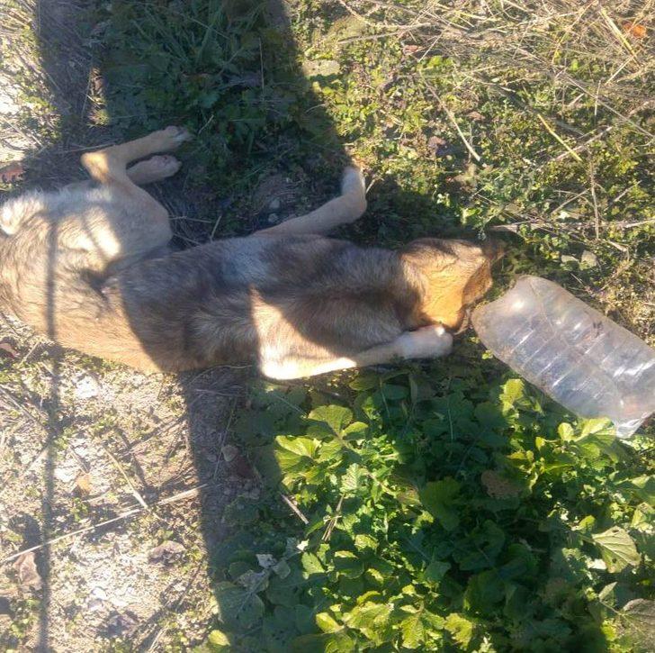 Başına pet şişe geçmiş halde bulunan köpek kurtarıldı G3