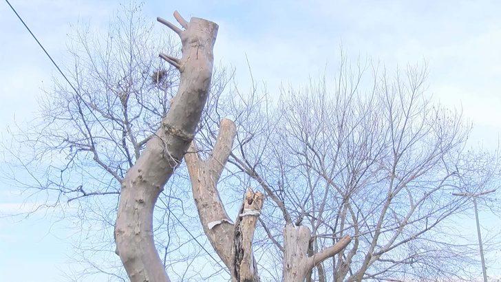 İBB'den Gezi Parkı'nda ağaç kararı!  G3