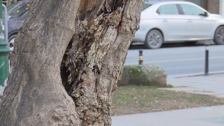 İBB'den Gezi Parkı'nda ağaç kararı!  G4