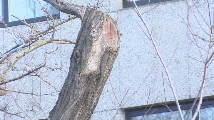 İBB'den Gezi Parkı'nda ağaç kararı!  G5