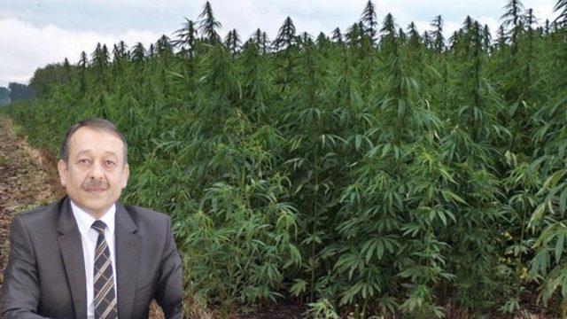 Kenevir ekim izni 1 Nisan’da sona erecek