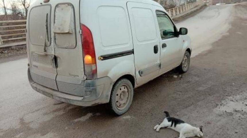 Otomobilin &ccedil;arptığı kedi telef oldu, s&uuml;r&uuml;c&uuml; ka&ccedil;tı