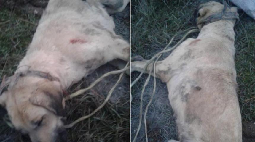 Köpeği ağaca bağlayıp döven ardından öldüren kişi gözaltına alındı