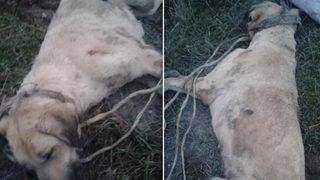 Köpeği ağaca bağlayıp döven ardından öldüren kişi gözaltına alındı