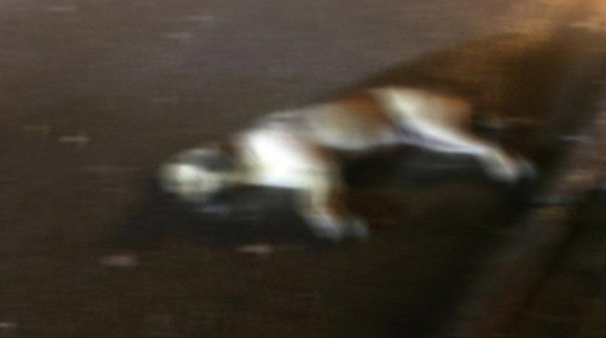 Ankara’da 14 kuş ve 6 köpek zehirlenerek öldürüldü