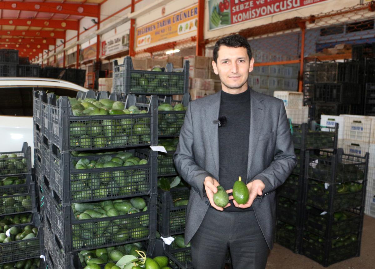 Alanya'da avokado altın &ccedil;ağını yaşıyor
