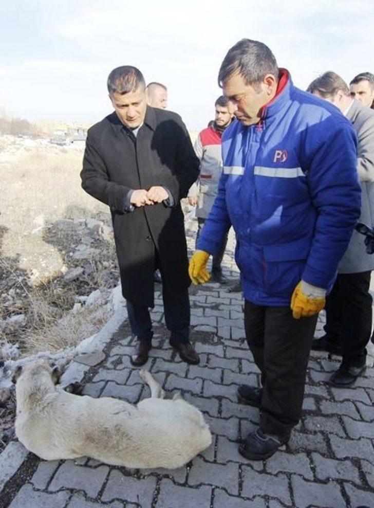 Kaymakamdan yaralı köpeğe şefkat eli G3