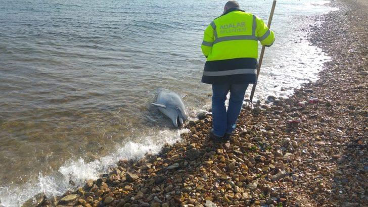 Kuyruğu kesilmiş haldeki ölü yunus sahile vurdu G1