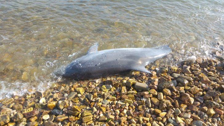 Kuyruğu kesilmiş haldeki ölü yunus sahile vurdu G2