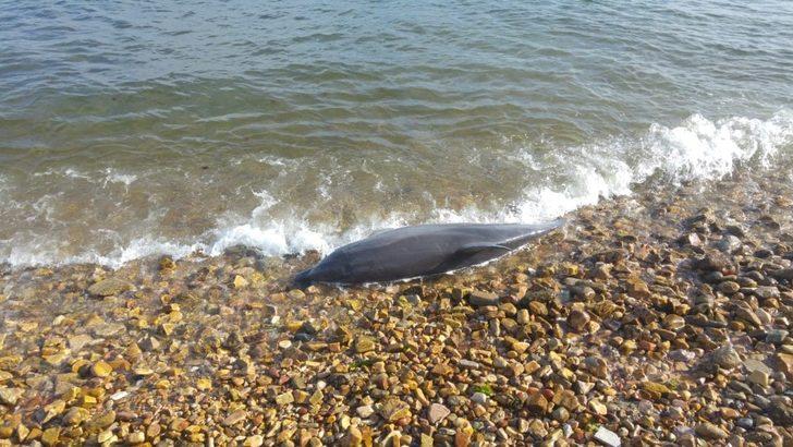 Kuyruğu kesilmiş haldeki ölü yunus sahile vurdu G3