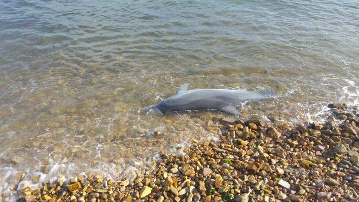 Kuyruğu kesilmiş haldeki ölü yunus sahile vurdu G4