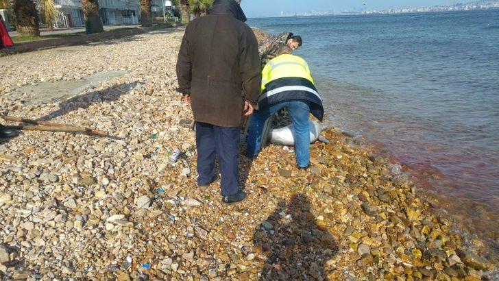 Kuyruğu kesilmiş haldeki ölü yunus sahile vurdu G5