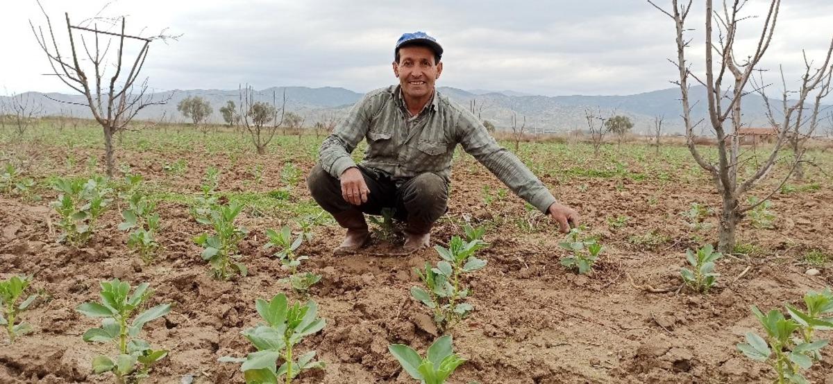 &Ouml;demiş&rsquo;te bakla mevsimi yaklaşıyor