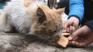Elazığ'daki deprem sonrası küçük çocuklar sokak hayvanlarını unutmadı